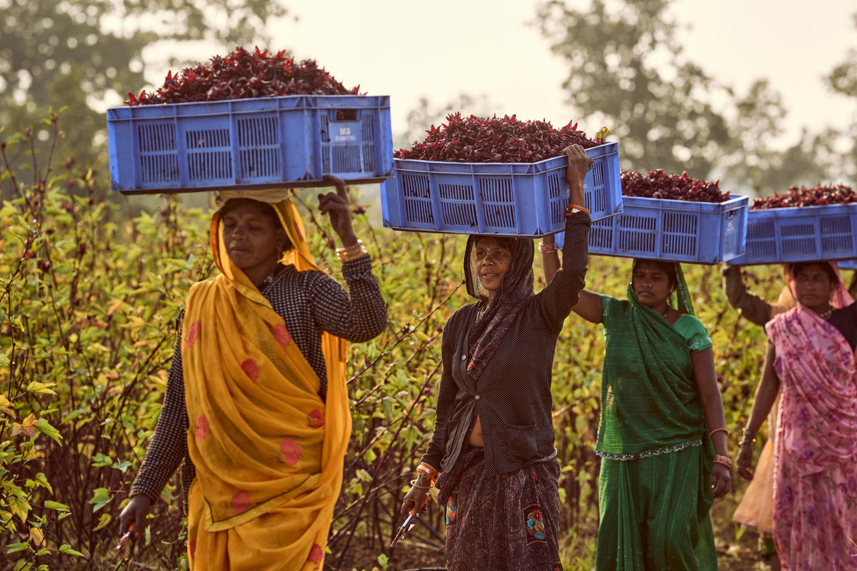 What Is Roselle? The Flower Behind Every Burgundy Bāgh Cup