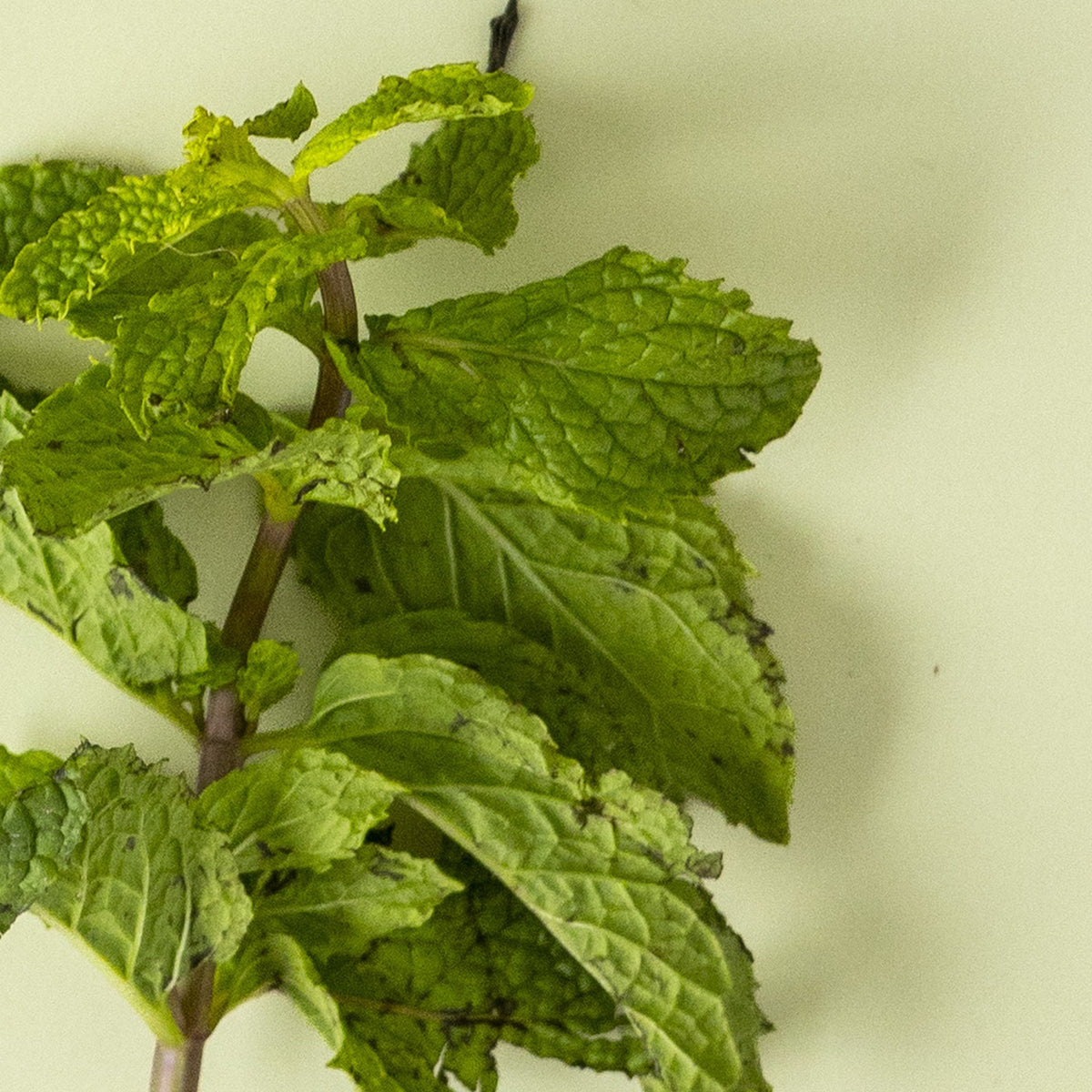 Fresh spearmint leaves